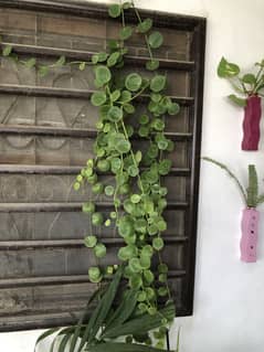 Indoor outdoor plants