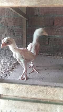 heera