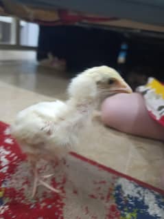 almost months ke Hain active chicks