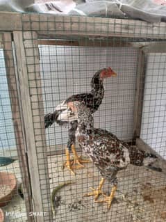 Aseel Cheeni Pair For Sale