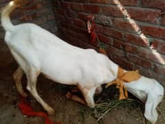 Rananpuri