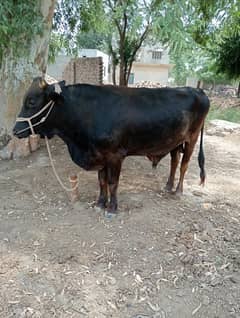 2 dant heavy vacha 7 mann