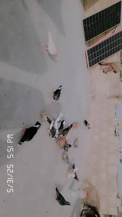 mix pigeon