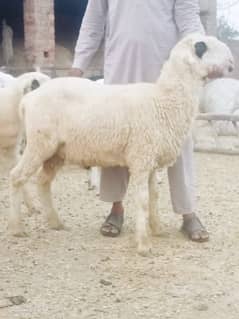 Qurbani