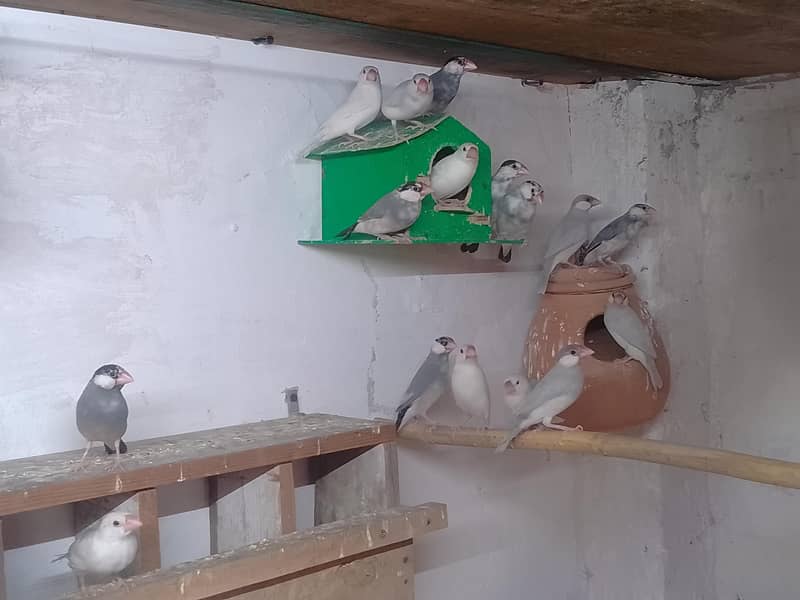 Java finch silver gary withe 1