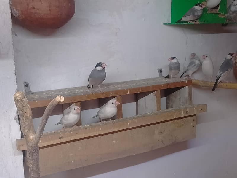 Java finch silver gary withe 3