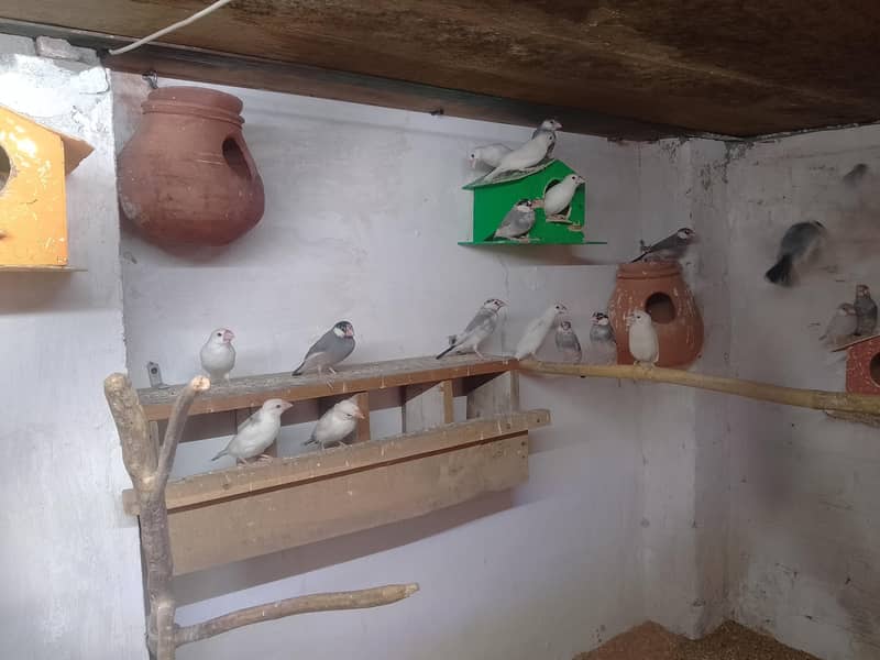 Java finch silver gary withe 4