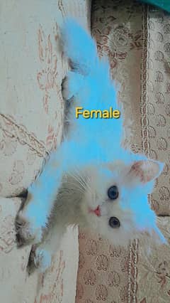 Persian Triple coat Pair Male & Female Pure Breed *No Adoption*