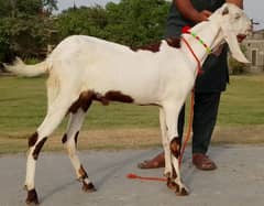بکرہ