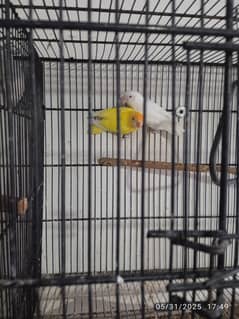 Love birds colony for sale