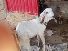 Qurbani Bakra.