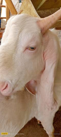 gulabi bakra for sale 68kg live weight pure