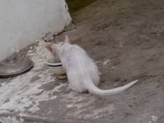 simple cat