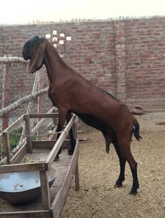 Nagra betaal Female have Waight Goat available for Qurbani