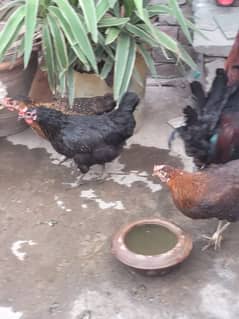 desi murgi Anda Wali