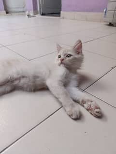 cat for sell
