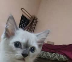 3 persion male kitten's