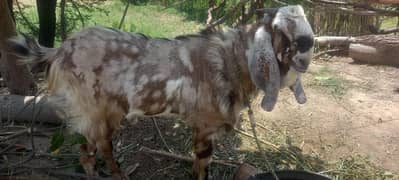 dasi bakra  for sale