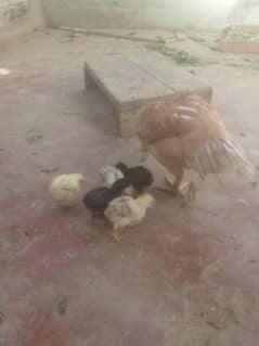 asil murgi 5 bacchon ke sath
