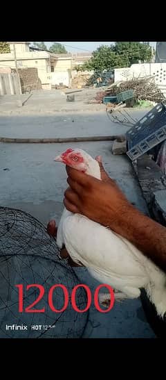 mianwali