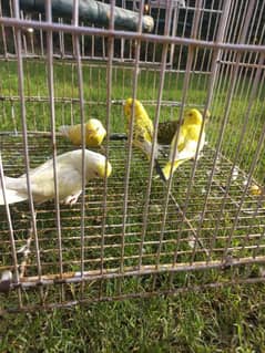 budgie breeder pair female available/fertile pair