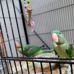 raw parrot chicks for sale.