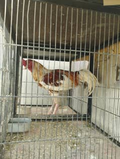 Asleel golden, java heera asleel hen, asleel qandhari hen