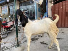 Goat for sale