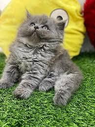 Persian Baby Kitten