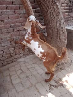 Eid Bakra Desi for Sale serious person contact