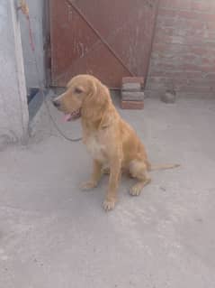 Dog For Sale