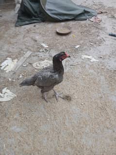 Grey Aseel Hen