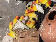 Love birds For Sale