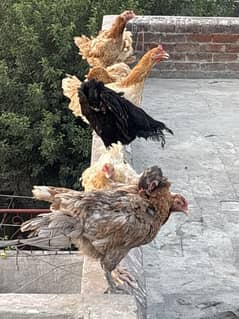 8 egg laying Hens for Sale