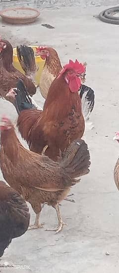 desi murgi for sale