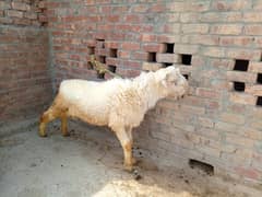 Bakra | بکرا | Donda | Goat | Desi Goat | Qurbani Goat | Mundra
