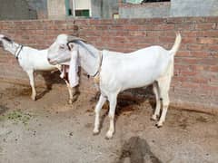 Bakra | بکرا | Donda | Goat | Desi Goat | Qurbani Goat | Mundra