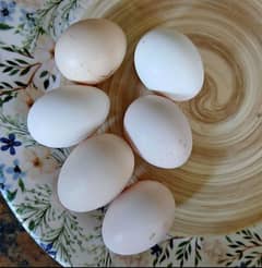 desi eggs