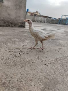 Heera