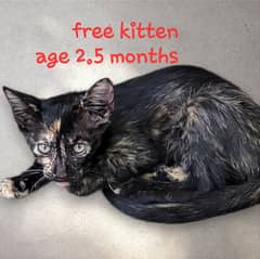 Kitten
