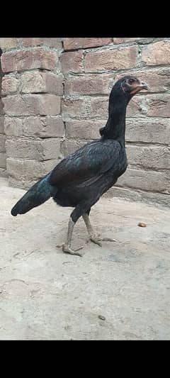 Thai Aseel
