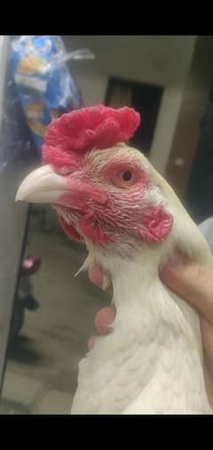 pure White Aseel Heera White Nok nali and Black Lasani Hen