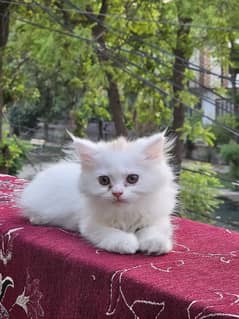 Pursian