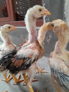 Sindhi Aseel Chicks