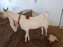 Gulabi kamori Cross Goat