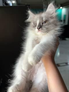 persian kitten