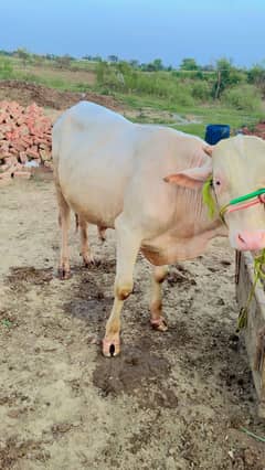 Bull