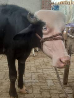 katta for sale