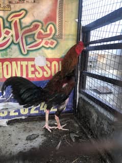 dugla morga for sale