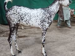 Makhi cheeni Bakray Available For Qurbani